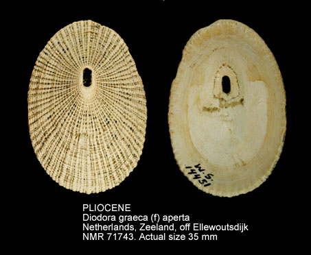 PLIOCENE Diodora graeca (f) aperta.jpg - PLIOCENE Diodora graeca (f) aperta (Montagu,1803)